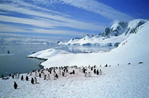 Gentoo Gallery: Gentoo penguins stand on snow on the shore along the coast of the Antarctic Peninsula