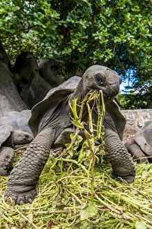 Giant Aldabra Seychelles tortoise (Aldabrachelys gigantea), Union Estate Park, La Digue Giant Aldabra Seychelles tortoise (Aldabrachelys gigantea), Union Estate Park, La Digue