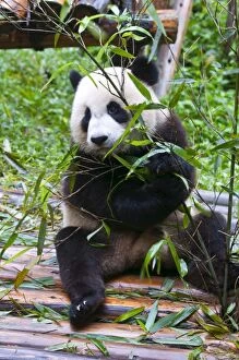 Images Dated 24th August 2010: Giant panda (Ailuropoda melanoleuca) at the Panda Bear reserve, Chengdu