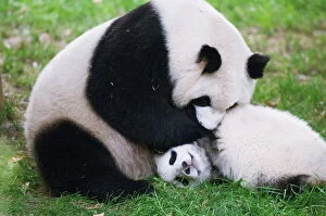 Development Gallery: Giant panda playing at Chengdu Panda Reserve, Sichuan Province, China, Asia