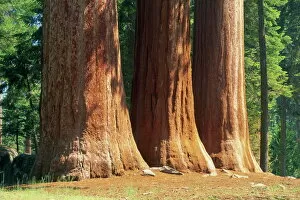 Sequoia National Park Gallery: Giant sequoia trees in the Giant Forest in the Sequoia National Park
