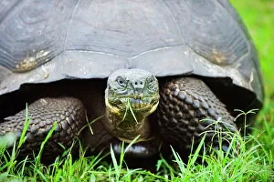 Images Dated 3rd February 2011: Giant tortoise (Geochelone elephantopus vandenburghi), Isla Sant Cruz, Galapagos Islands