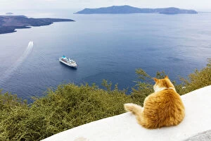 Aegean Sea Gallery: A ginger cat resting on a wall, overlooking a cruise ship in the Aegean Sea, Santorini, Cyclades