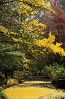 Gingko tree dropping autumn leaves, Alfred Nicholas Gardens, Dandenong Ranges Gingko tree dropping autumn leaves, Alfred Nicholas Gardens, Dandenong Ranges