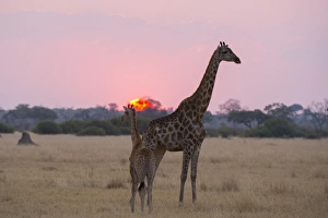 A giraffe with its baby (Giraffa camelopardalis) at sunset, Botswana, Africa A giraffe with its baby (Giraffa camelopardalis) at sunset, Botswana, Africa