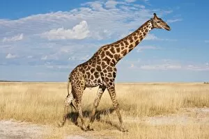 Images Dated 10th May 2009: Giraffe (Giraffa camelopardalis), Etosha National Park, Namibia, Africa