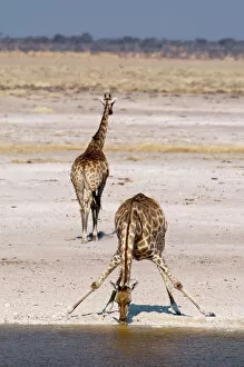 Images Dated 22nd July 2011: Giraffe (Giraffa camelopardalis), Etosha National Park, Namibia, Africa