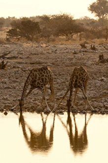 Giraffe (Giraffa camelopardalis) drinking, Etosha National Park, Namibia, Africa Giraffe (Giraffa camelopardalis) drinking, Etosha National Park, Namibia, Africa