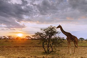 Giraffe (Giraffa camelopardalis) at sunset, Serengeti National Park, UNESCO World Heritage Site Giraffe (Giraffa camelopardalis) at sunset, Serengeti National Park, UNESCO World Heritage Site