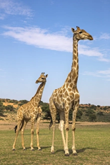 Giraffe (Giraffa camelopardalis) with young, Kgalagadi Transfrontier Park, Northern Cape Giraffe (Giraffa camelopardalis) with young, Kgalagadi Transfrontier Park, Northern Cape