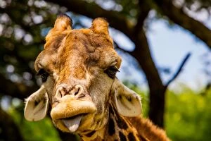 Images Dated 22nd January 2012: Giraffe making a funny face, Kruger National Park, Johannesburg, South Africa, Africa