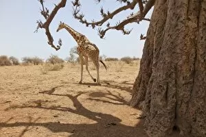Giraffe in the park of Koure, 60 km east of Niamey, one of the last giraffes in West Africa after the drought of