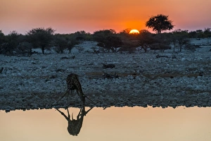 Giraffe reflected in the water of a waterhole, Okaukuejo Rest Camp, Etosha National Park Giraffe reflected in the water of a waterhole, Okaukuejo Rest Camp, Etosha National Park
