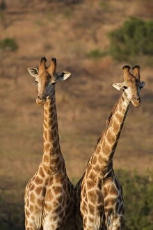 Giraffes (Giraffa camelopardalis)