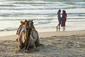 Wait Gallery: Two girls on beach at dusk, camel waiting, Ganpatipule, Karnataka, India, Asia