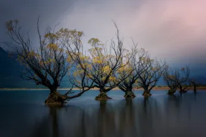 Glenorchy Gallery: Glenorchy willow trees in autumn, Glenorchy, South Island, New Zealand, Pacific