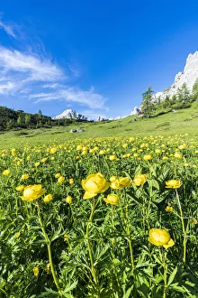 Globeflowers (Trollius europaeus) buttercup type flowers (Bottondoro Globeflowers (Trollius europaeus) buttercup type flowers (Bottondoro