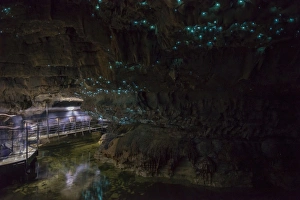 Glow worms in Waitomo Caves, Waikato Region, North Island, New Zealand, Pacific Glow worms in Waitomo Caves, Waikato Region, North Island, New Zealand, Pacific