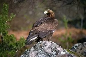 Bird Of Prey Gallery: Golden eagle, Highlands, Scotland, United Kingdom, Europe