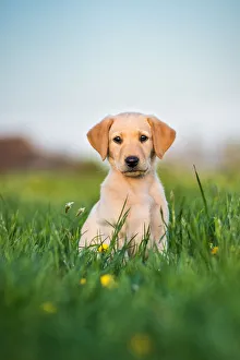 Golden Labrador puppy print in a field of buttercups, UK