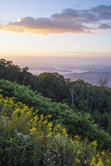 Golden rods and sunrise over the Blue Ridge Mountains, North Carolina Golden rods and sunrise over the Blue Ridge Mountains, North Carolina