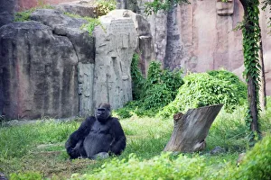 A gorilla sitting at Beijing Zoo, Beijing, China, Asia A gorilla sitting at Beijing Zoo, Beijing, China, Asia