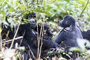 Bwindi Impenetrable National Park Collection: Gorillas, Rushegura Group, baby gorilla (Gorilla gorilla beringei), Bwindi Impenetrable