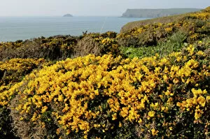 Flowering Collection: Gorse bushes (Ulex europaeus) flowering on cliff top with Pentire Head in the background