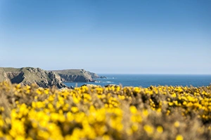 Gorse covered cliffs along Cornish coastline near Lands End at the westernmost part Gorse covered cliffs along Cornish coastline near Lands End at the westernmost part