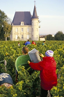 Grape harvesting, Chateau Pichon Longueville, Pauillac, Medoc, Aquitaine, France, Europe Grape harvesting, Chateau Pichon Longueville, Pauillac, Medoc, Aquitaine, France, Europe