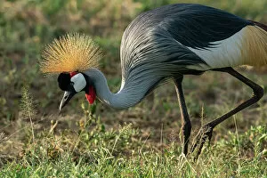 Lake Manyara Collection: Gray crowned crane (Balearica regulorum), Lake Manyara National Park, Tanzania