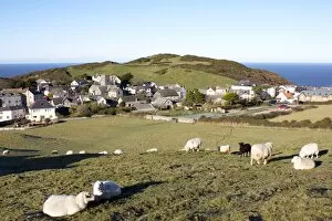 Images Dated 8th December 2010: Grazing sheep, Mortehoe, Devon, England, United Kingdom, Europe