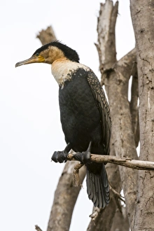 Great cormorant (Phalocrocorax carbo), Lake Naivasha, Kenya, East Africa, Africa Great cormorant (Phalocrocorax carbo), Lake Naivasha, Kenya, East Africa, Africa