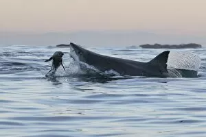 Images Dated 23rd July 2012: Great white shark (Carcharodon carcharias), Seal Island, False Bay, Simonstown, Western Cape