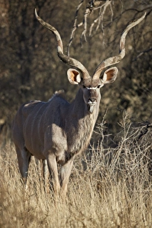 Greater Kudu (Tragelaphus strepsiceros) bull, Kgalagadi Transfrontier Park, South Africa Greater Kudu (Tragelaphus strepsiceros) bull, Kgalagadi Transfrontier Park, South Africa
