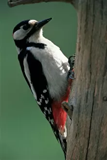 Images Dated 29th July 2008: Greater spotted woodpecker (Dendrocopos major), Finland, Scandinvia, Europe