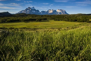 Green grass, Torres del Paine National Park, Patagonia, Chile, South America Green grass, Torres del Paine National Park, Patagonia, Chile, South America