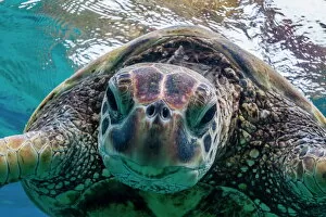 Sea Life Collection: Green sea turtle (Chelonia mydas) underwater, Maui, Hawaii, United States of America, Pacific
