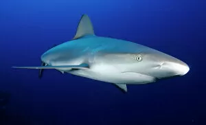 Shark Collection: Grey reef shark, Turks and Caicos, West Indies, Caribbean, Central America
