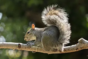 A Grey Squirrel photographed in a North Yorkshire garden, England, United Kingdom, Europe A Grey Squirrel photographed in a North Yorkshire garden, England, United Kingdom, Europe