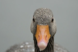 Greylag goose (Anser anser), United Kingdom, Europe Greylag goose (Anser anser), United Kingdom, Europe