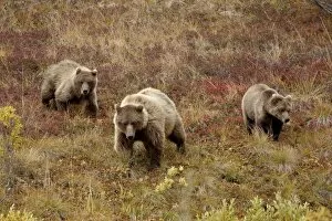 Images Dated 31st August 2009: Grizzly bear (Ursus arctos horribilis) with two yearling cubs, Denali National Park