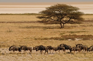 A group of antelopes at the heart of Etosha National Park, Namibia, Africa A group of antelopes at the heart of Etosha National Park, Namibia, Africa