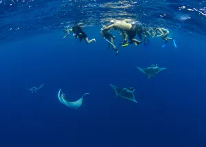 A group of snorkellers observing spinetail devil rays (Mobula mobular) engaged in A group of snorkellers observing spinetail devil rays (Mobula mobular) engaged in