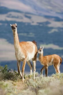 Guanaco (Lama guanicse) mother and calf, Torres del Paine National Park
