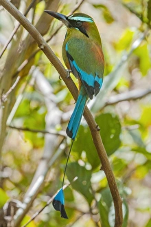 Guardabarranco (turquoise-browed motmot), national bird of Nicaragua, on the slopes of Telica volcano, Leon, Nicaragua, Central America Guardabarranco (turquoise-browed motmot), national bird of Nicaragua, on the slopes of Telica volcano, Leon, Nicaragua, Central America