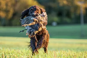 Domestic Animal Gallery: Gun dog with pheasant, Buckinghamshire, England, United Kingdom, Europe