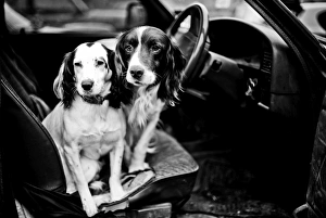 Gun dogs, Buckinghamshire, England, United Kingdom, Europe Gun dogs, Buckinghamshire, England, United Kingdom, Europe