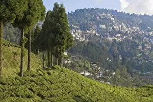 Images Dated 3rd November 2008: Happy Valley Tea Estate, Darjeeling, West Bengal, India, Asia