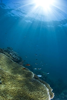Hard and soft coral landscape scenic at Thetford Reef on the Great Barrier Reef Hard and soft coral landscape scenic at Thetford Reef on the Great Barrier Reef